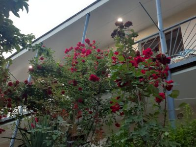 Առանձնատուն Դիլիջանում 3 սենյակ