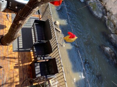 Քոթեջ Հաղարծինում, ՋԱԿՈՒԶԻ, ՃՈՃԱՆԱԿՆԵՐ